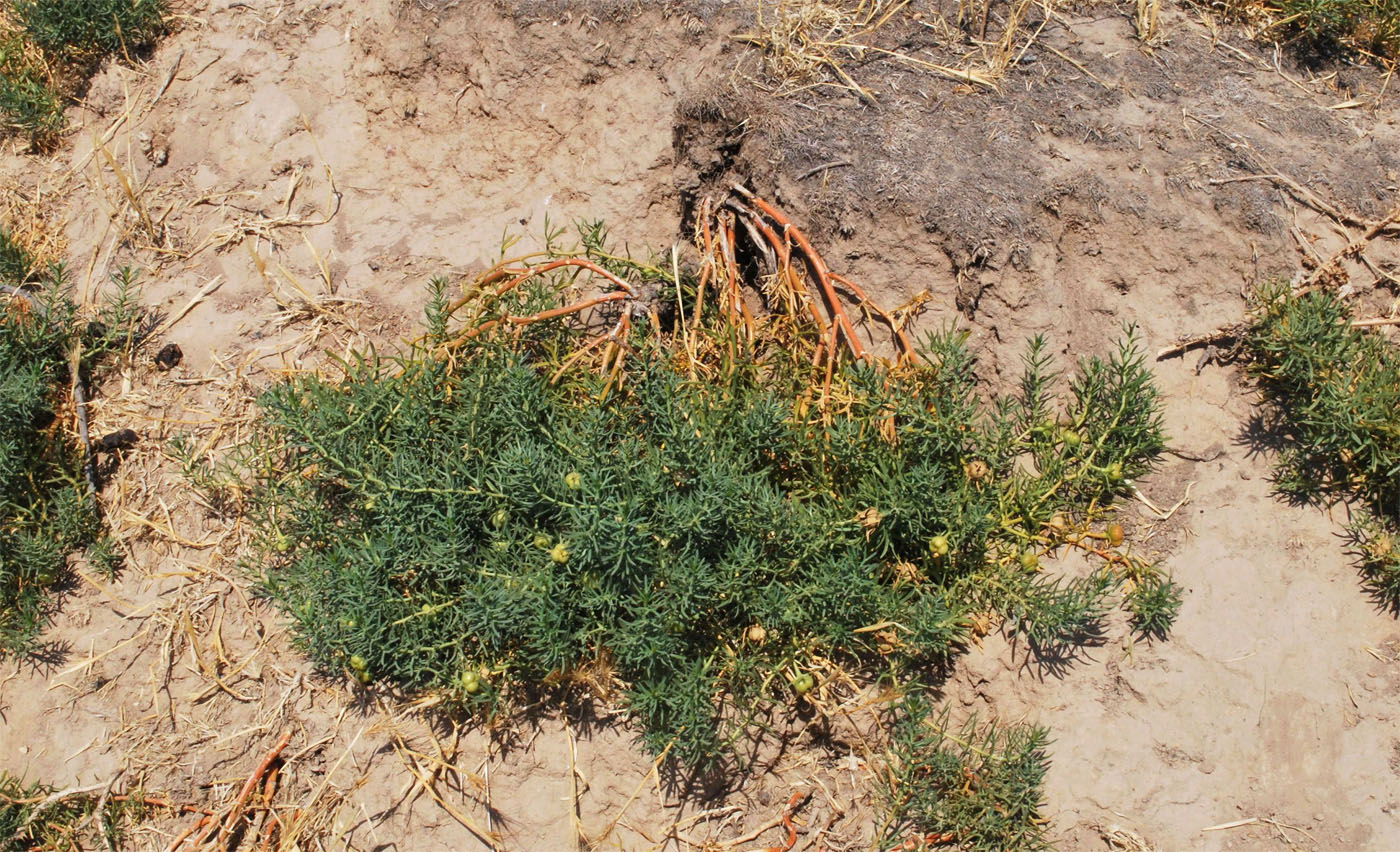 Image of Peganum harmala specimen.