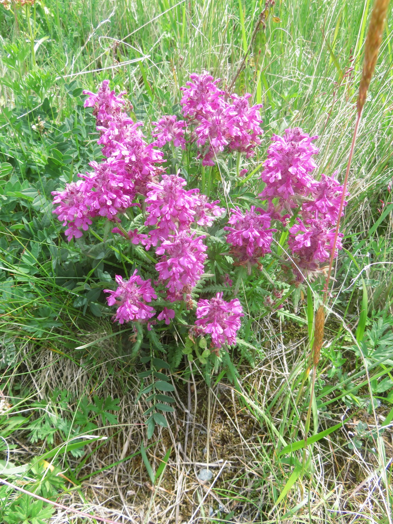 Image of Pedicularis verticillata specimen.