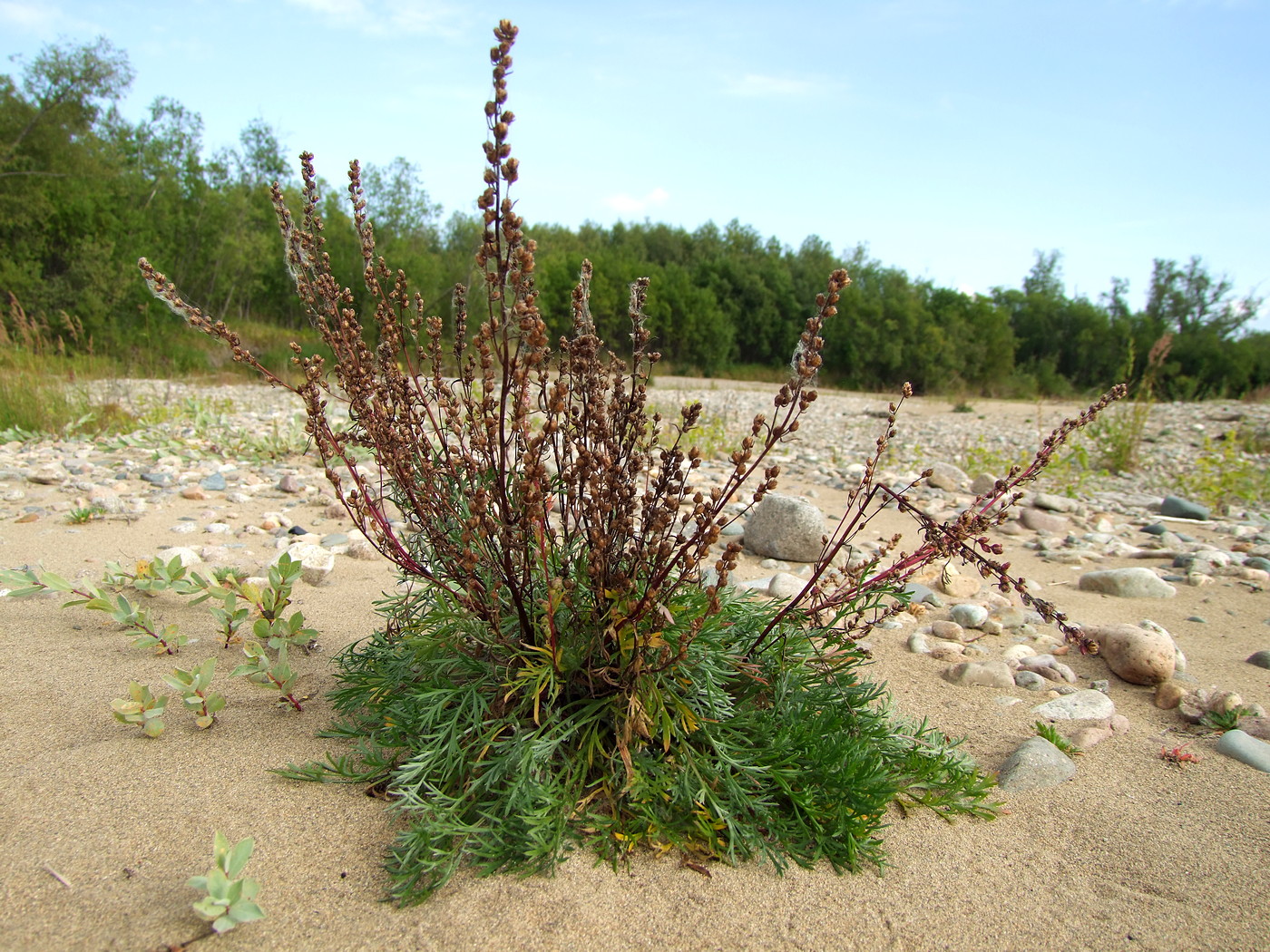 Изображение особи Artemisia borealis.