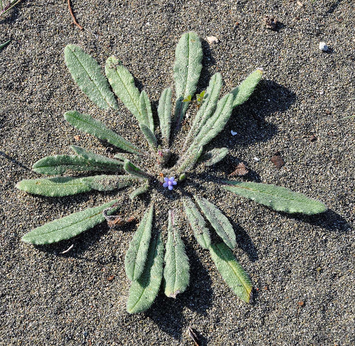 Image of Hormuzakia aggregata specimen.