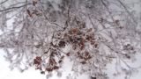 Dasiphora fruticosa. Верхушка побега с плодами. Тверская обл., г. Тверь, Городской сад, клумба. 26 декабря 2018 г.