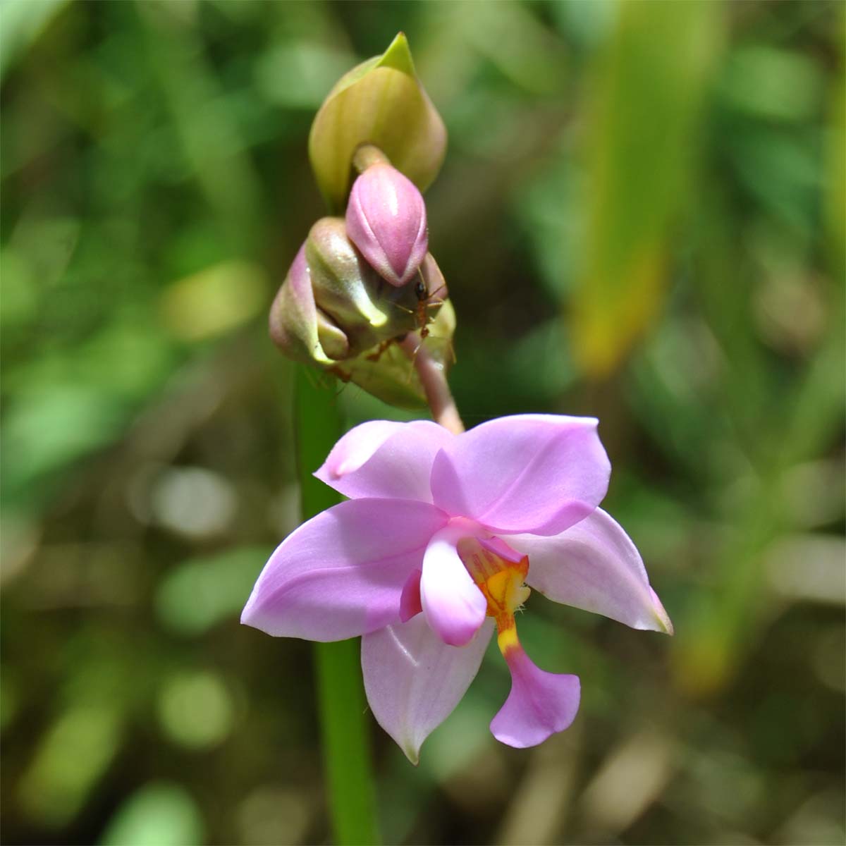 Image of Spathoglottis plicata specimen.