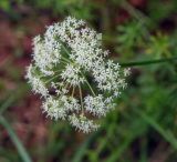 familia Apiaceae. Соцветие. Пермский край, Оханский р-н, Кунчурихинский бор, подтопляемый берег Воткинского водохранилища. 18.08.2018.