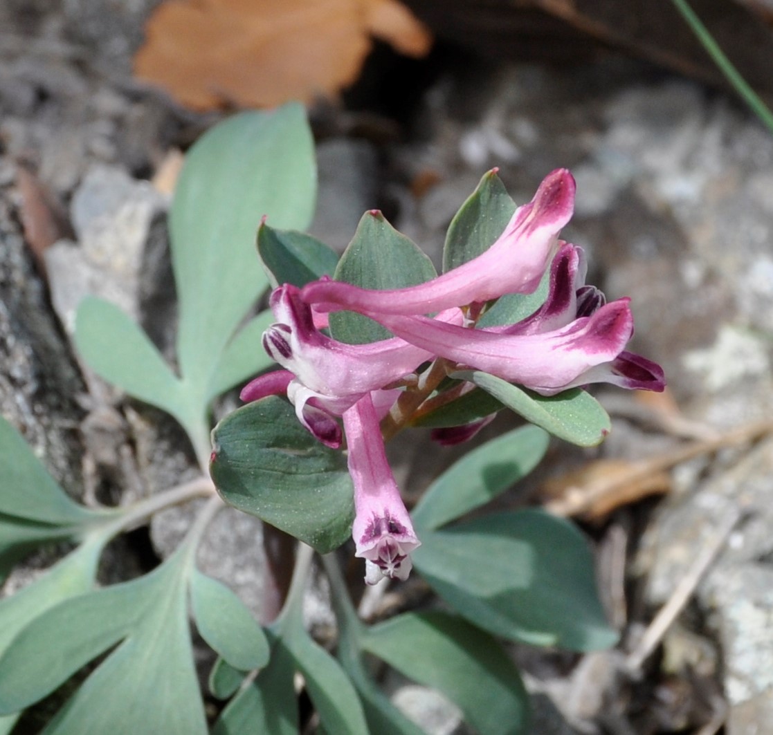 Image of Corydalis rutifolia specimen.