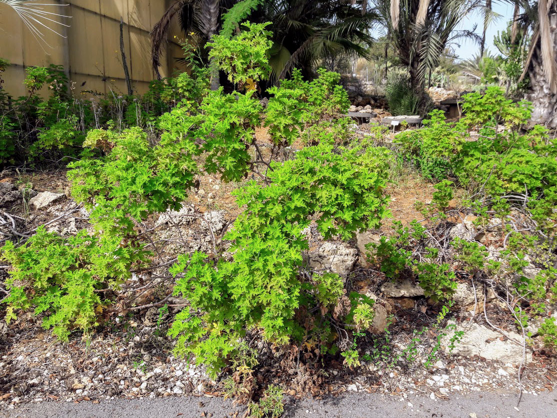 Изображение особи Pelargonium graveolens.