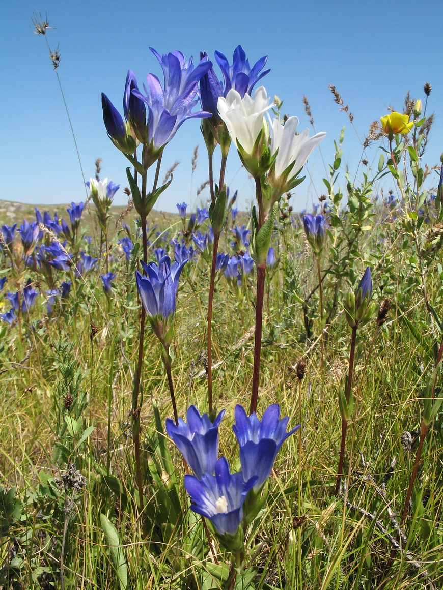 Image of Gentiana olivieri specimen.