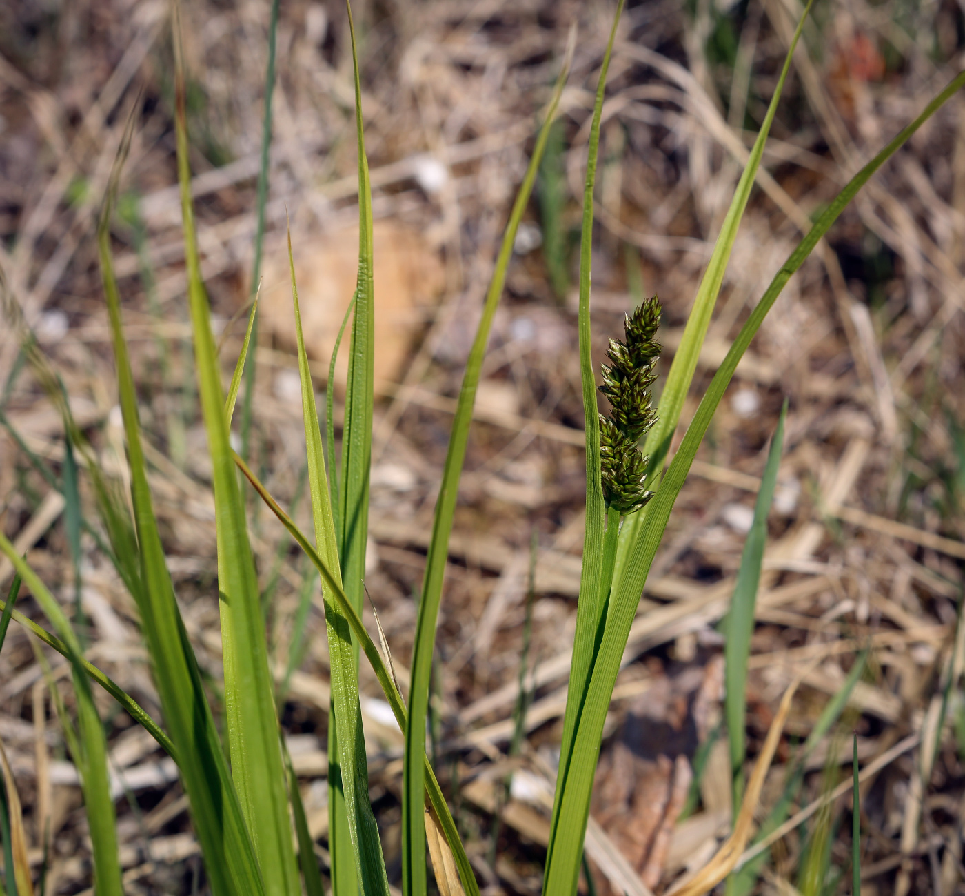 Image of Carex vulpina specimen.