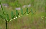 Vicia angustifolia