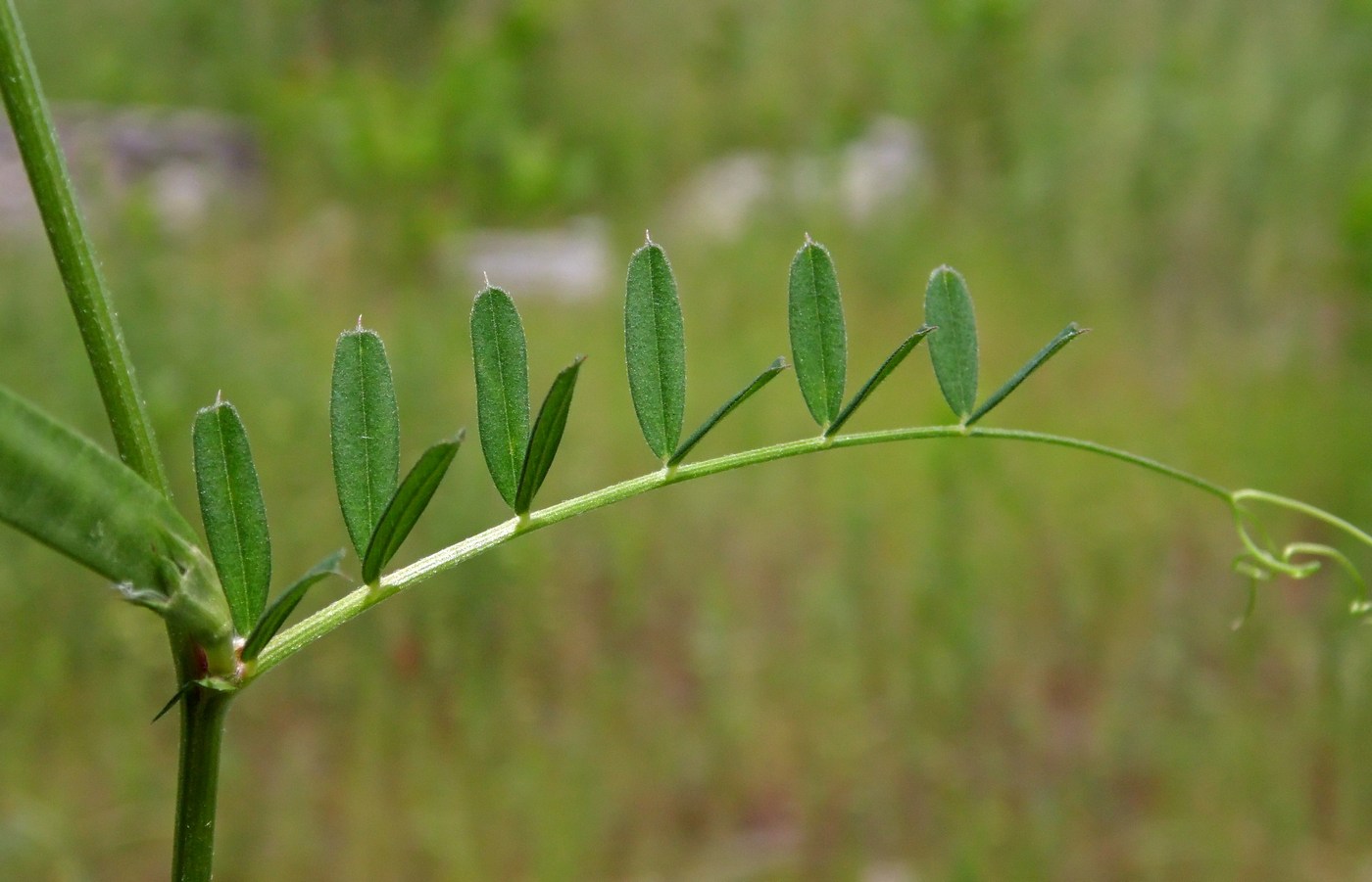 Image of Vicia angustifolia specimen.