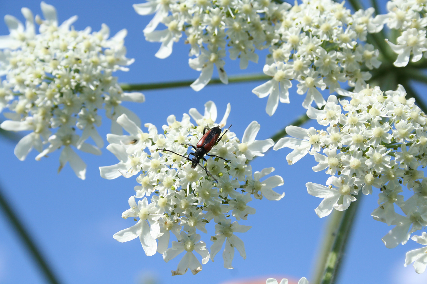 Изображение особи Heracleum dissectum.