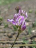 Medicago caerulea ssp. semicoerulea