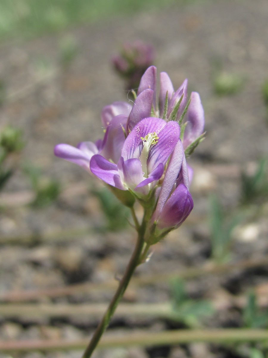 Image of Medicago caerulea ssp. semicoerulea specimen.