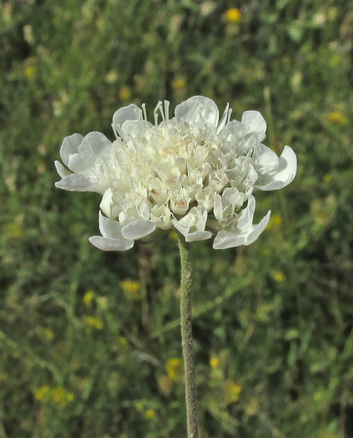Image of Scabiosa bipinnata specimen.