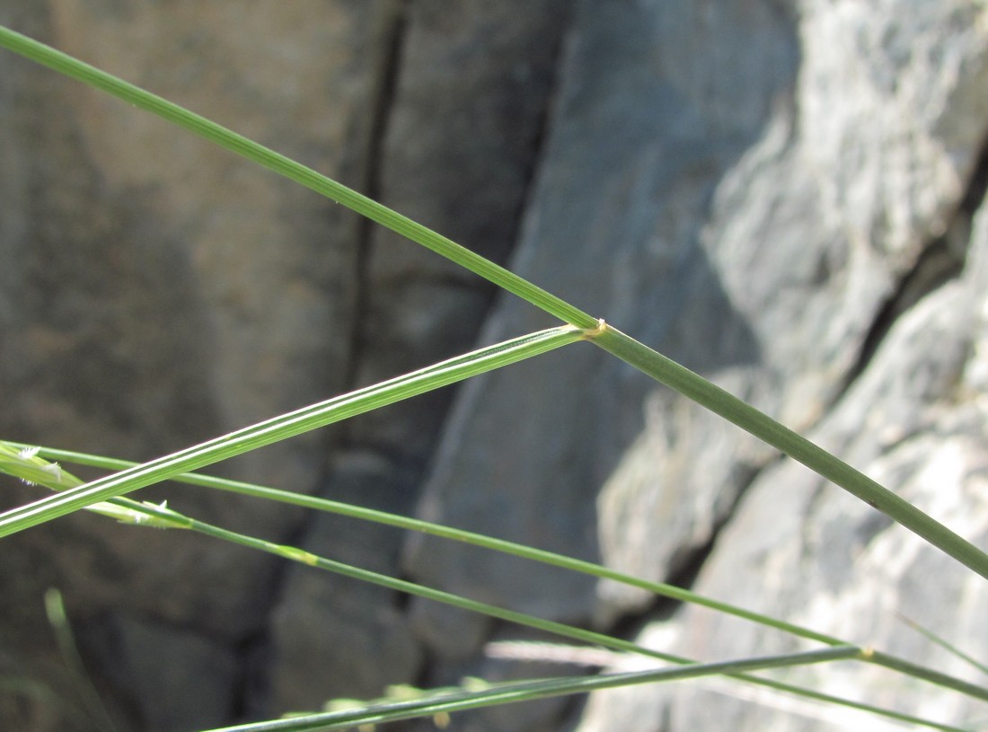 Изображение особи Elytrigia gracillima.