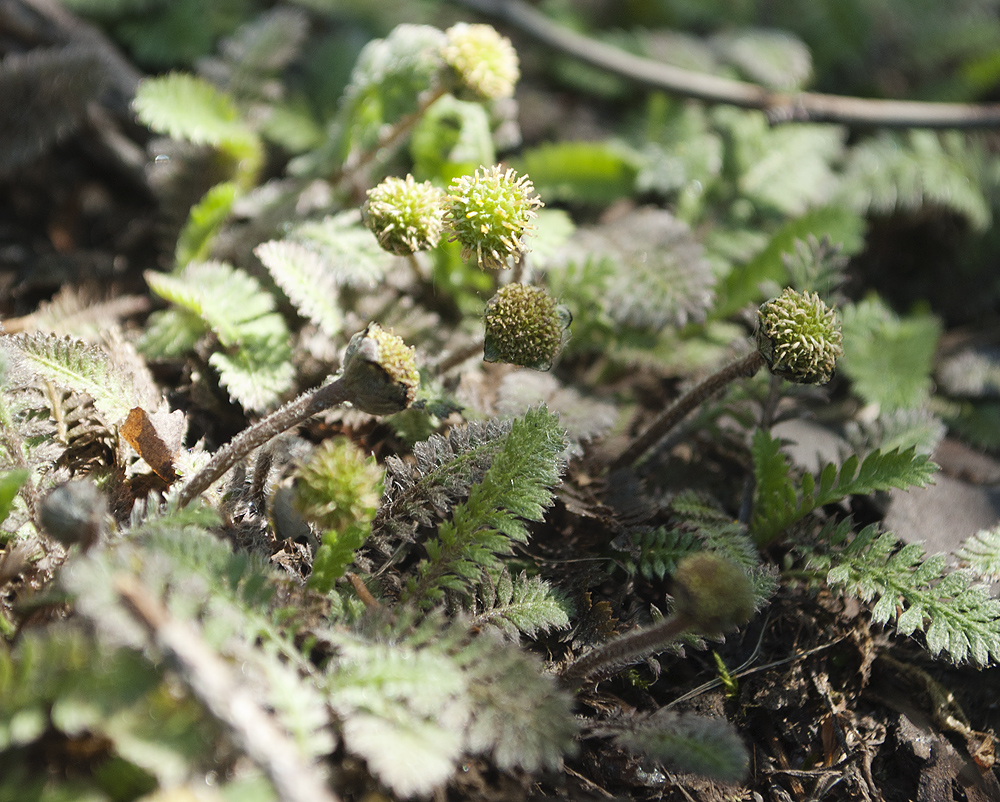 Image of Leptinella potentillina specimen.