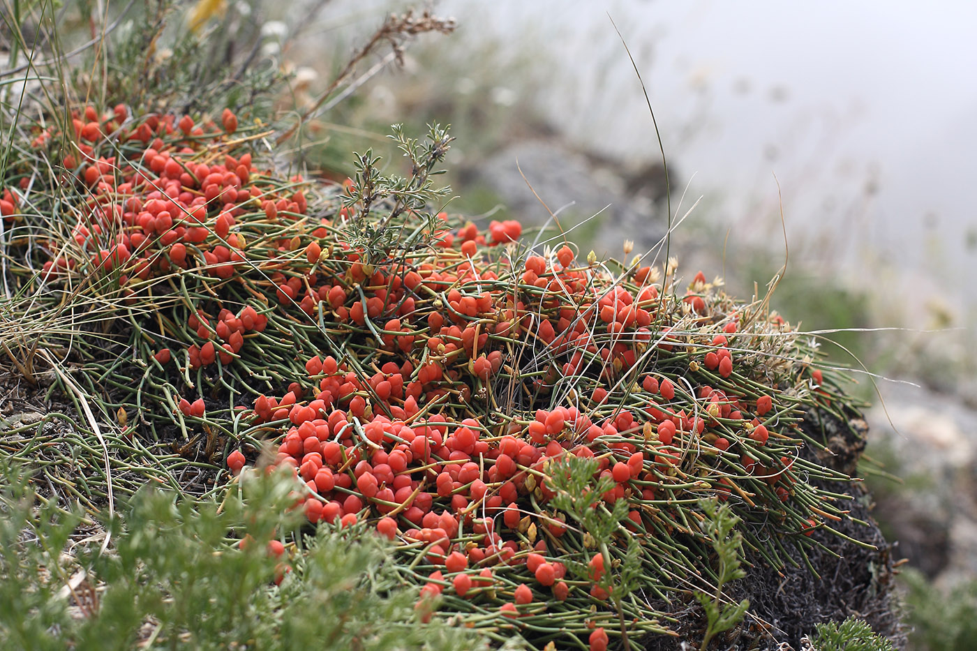 Image of genus Ephedra specimen.