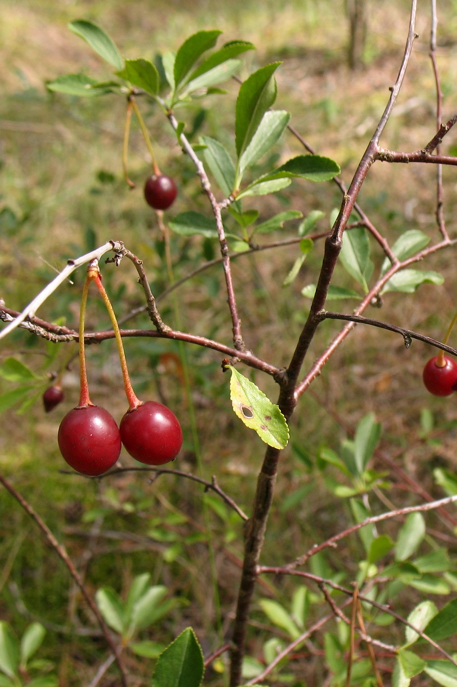 Image of Cerasus fruticosa specimen.