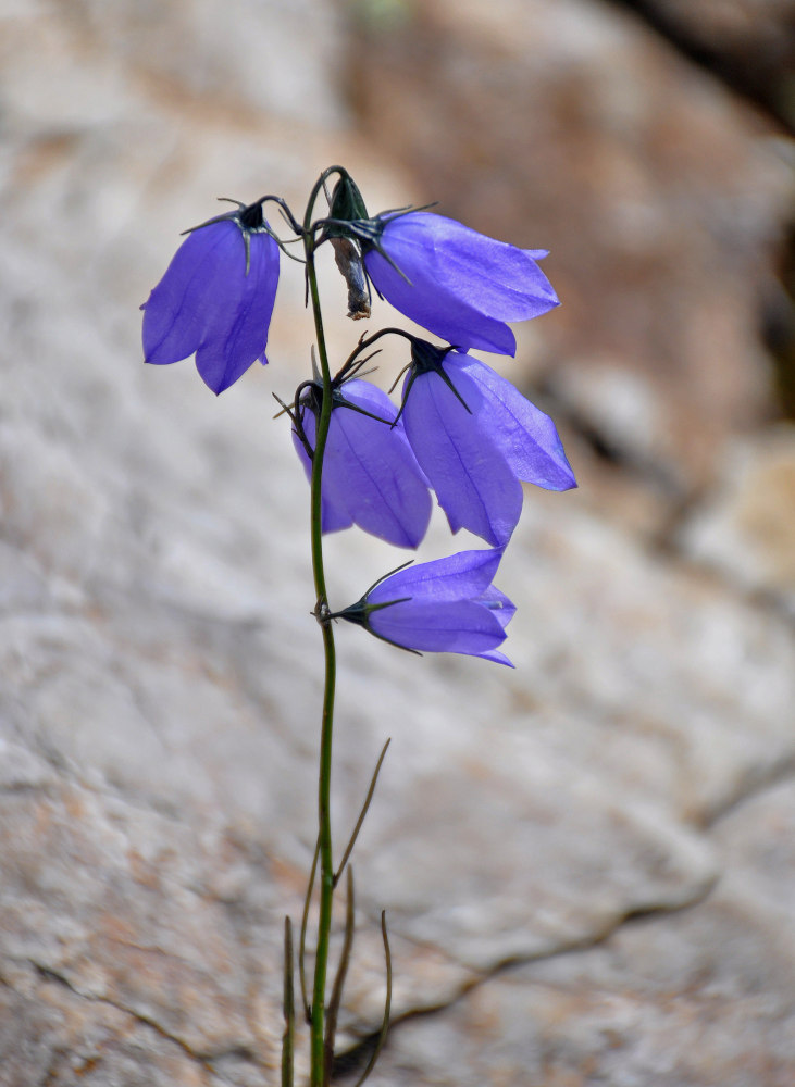 Image of Campanula rotundifolia specimen.