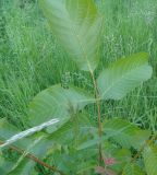 Juglans regia. Лист. Тверская обл., г. Тверь, Заволжский р-н, пос. Киселёво, берег канала ТЭЦ-3. 27 мая 2019 г.