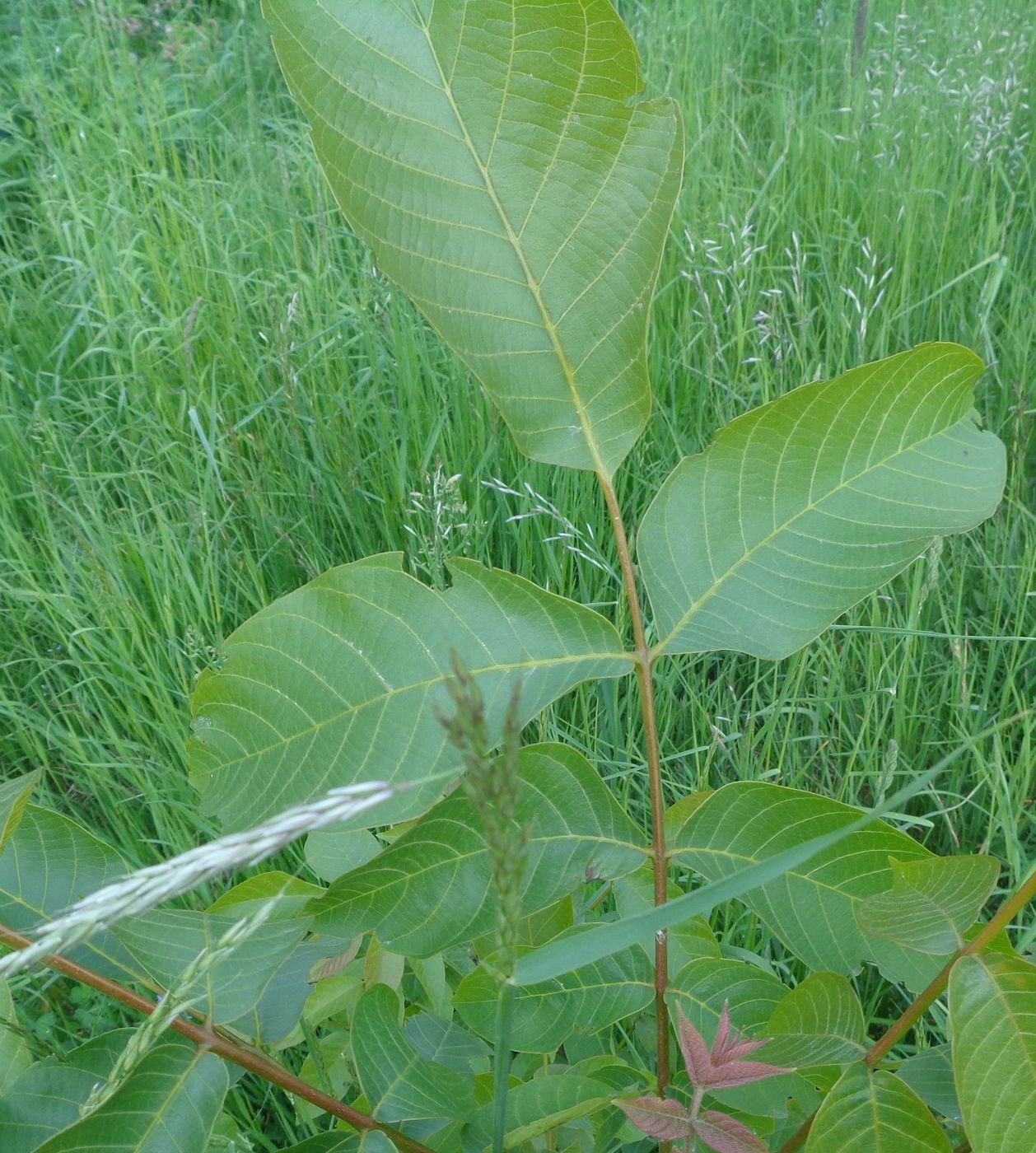 Изображение особи Juglans regia.