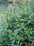 Persicaria lapathifolia