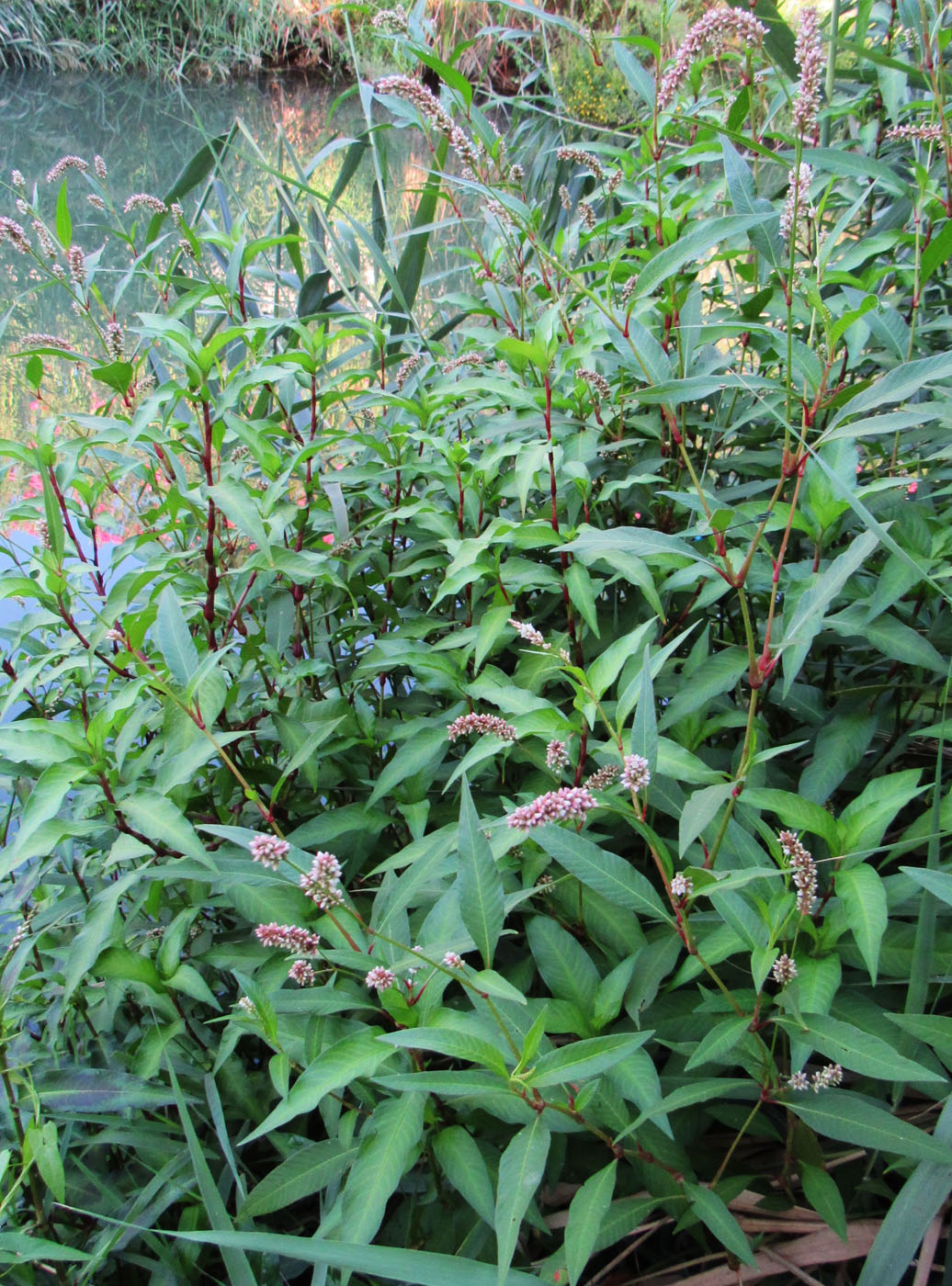 Image of Persicaria lapathifolia specimen.