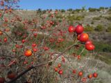 Rosa corymbifera. Ветви с плодами. Крым, Севастополь, Сарандинакина балка. 03.10.2019.