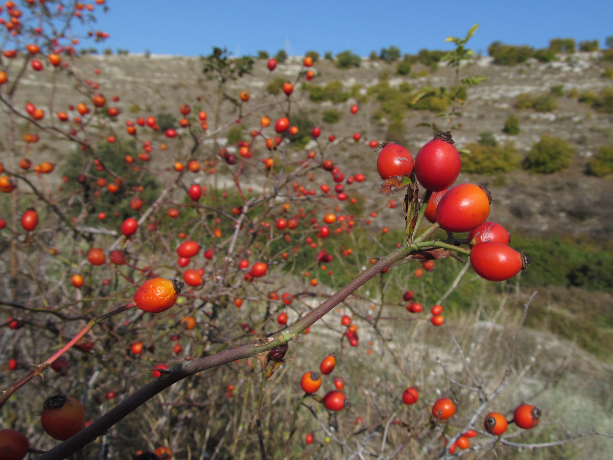 Image of Rosa corymbifera specimen.