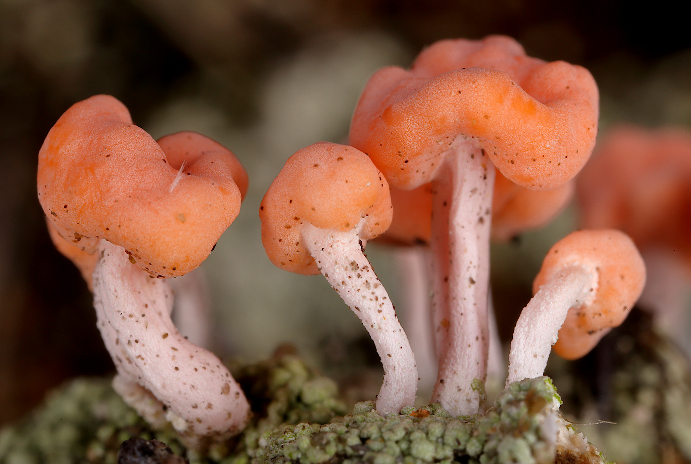Image of Dibaeis baeomyces specimen.