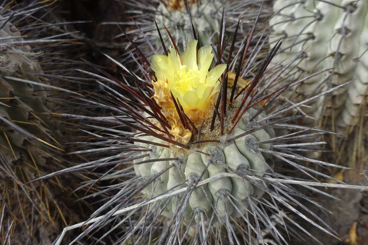 Изображение особи Copiapoa cinerea.