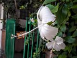 Hibiscus rosa-sinensis. Верхушка побега с цветком. Израиль, г. Бат-Ям, в культуре. 25.10.2016.