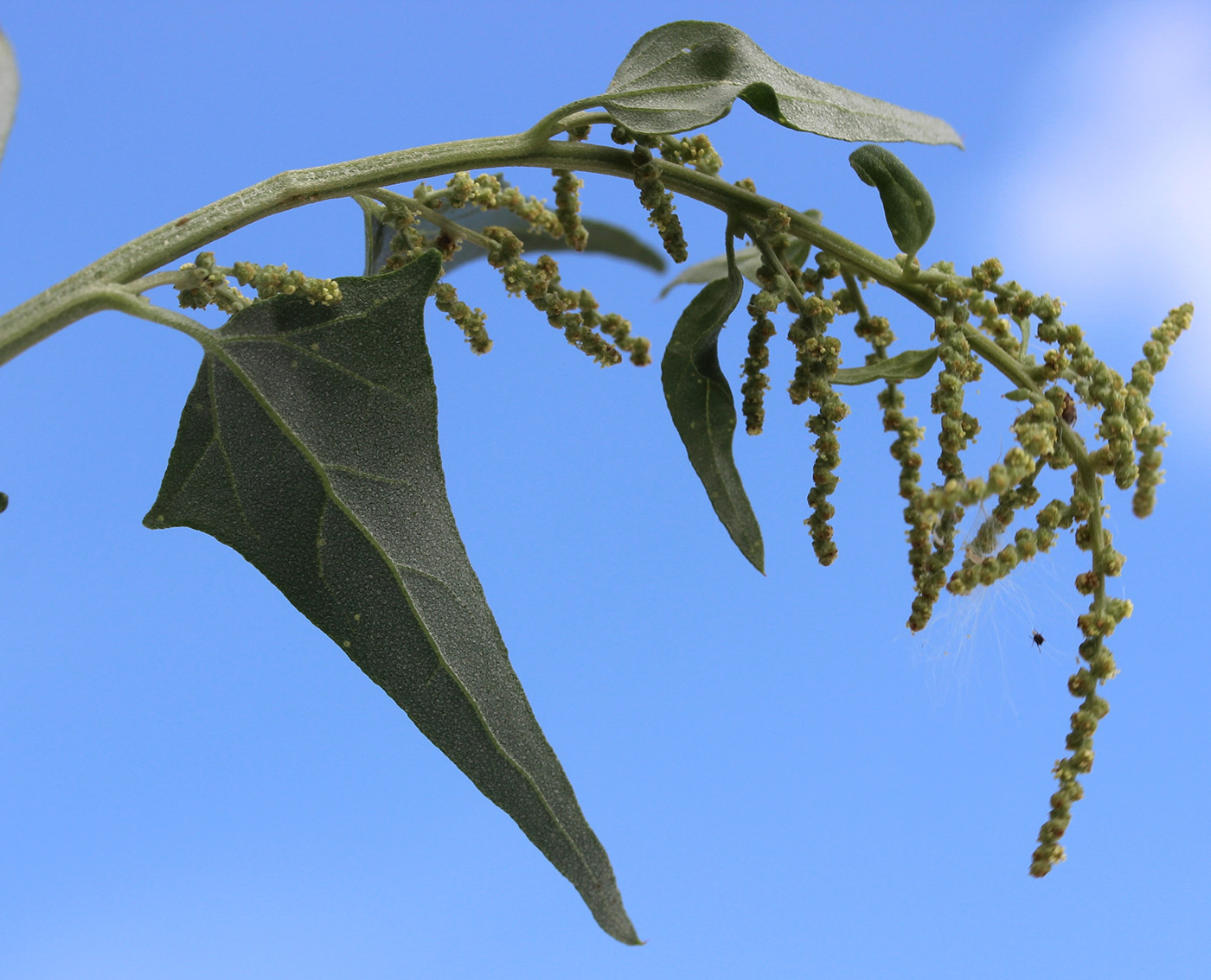 Изображение особи Atriplex sagittata.