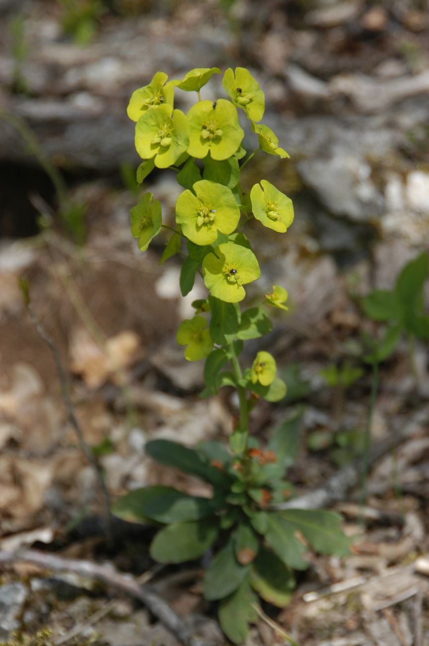 Изображение особи Euphorbia amygdaloides.