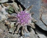 Saussurea glacialis
