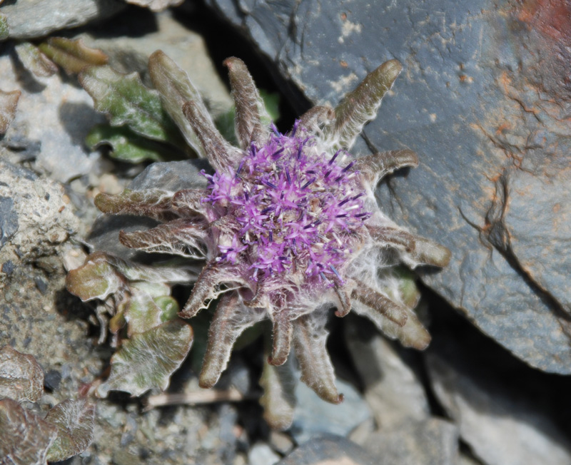 Изображение особи Saussurea glacialis.