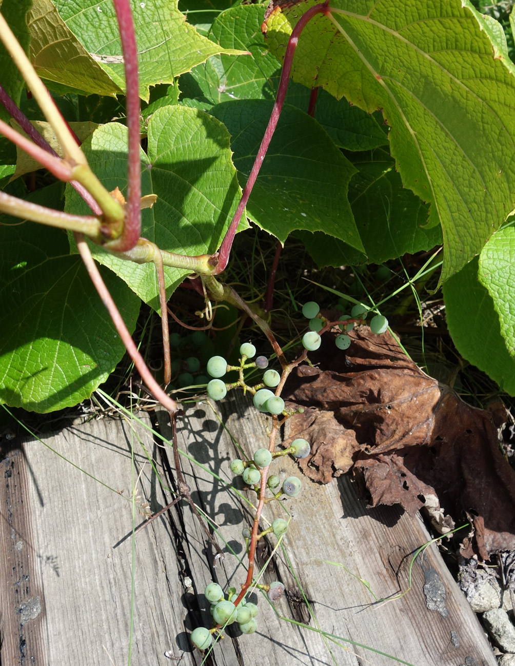 Image of Vitis coignetiae specimen.