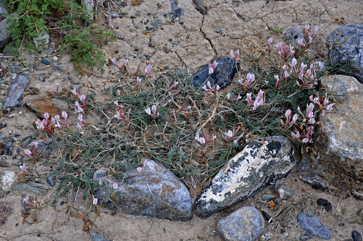 Image of Astragalus miniatus specimen.