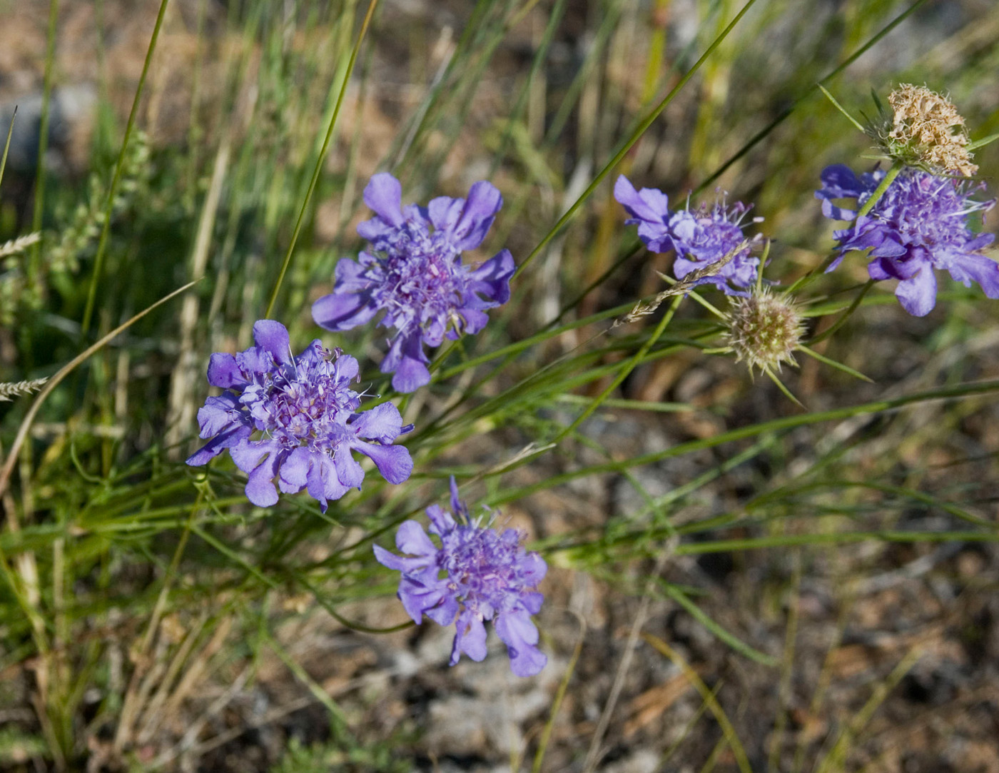 Image of Scabiosa comosa specimen.