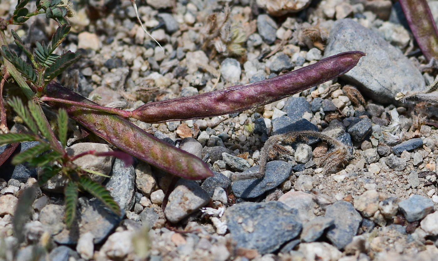 Image of Desmanthus virgatus specimen.