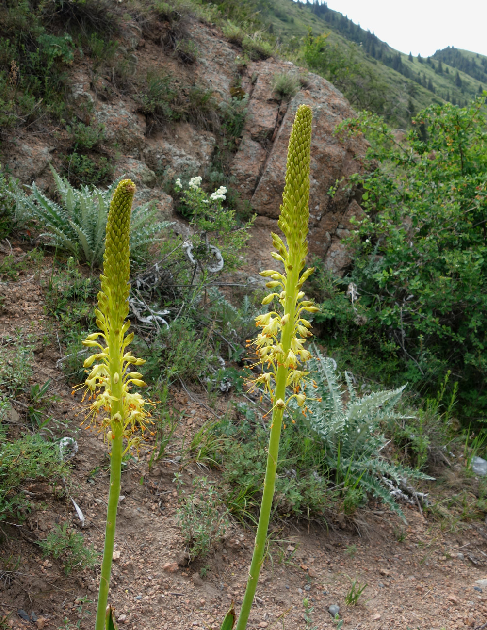 Изображение особи Eremurus fuscus.