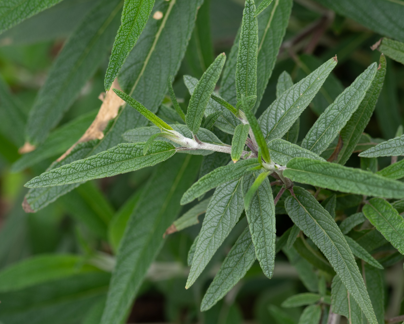 Image of Salvia leucantha specimen.