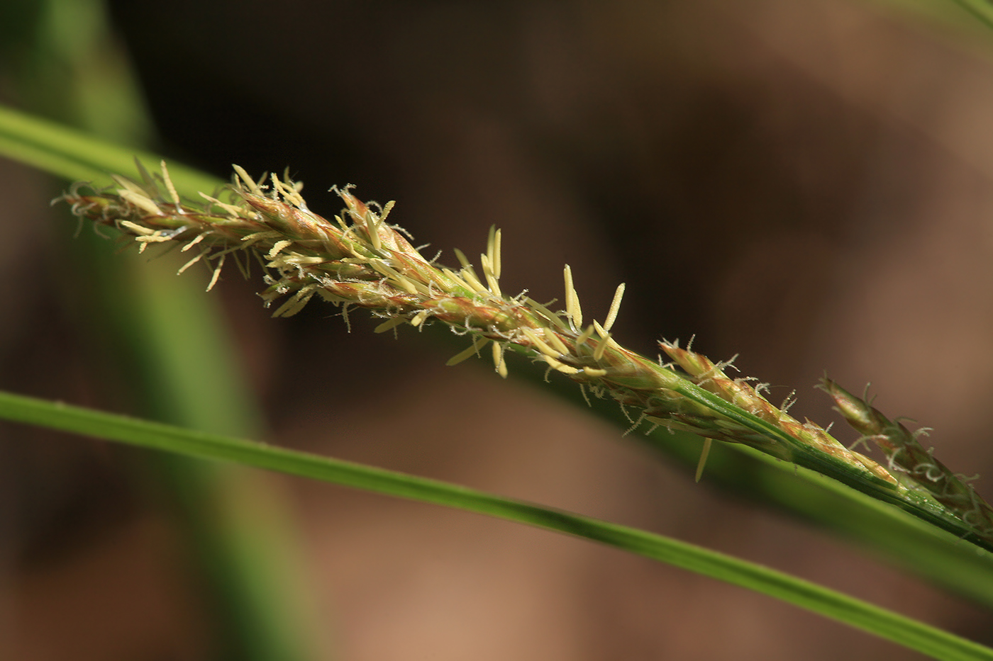 Изображение особи Carex elongata.