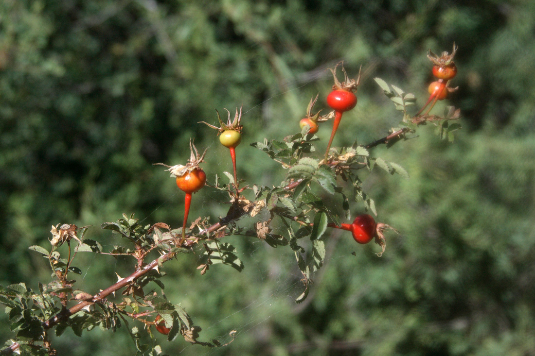 Image of Rosa kokanica specimen.