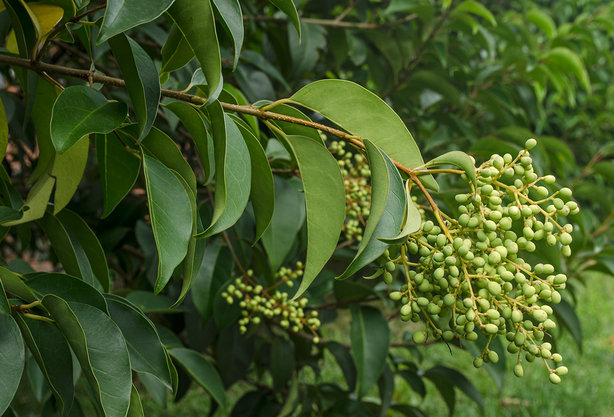 Image of Ligustrum lucidum specimen.