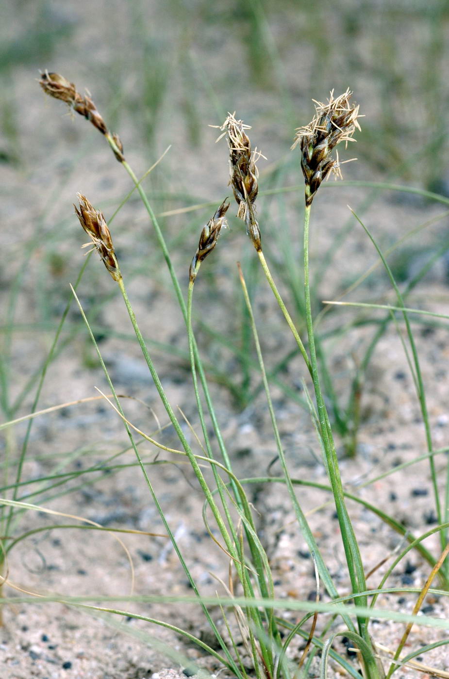 Изображение особи Carex physodes.