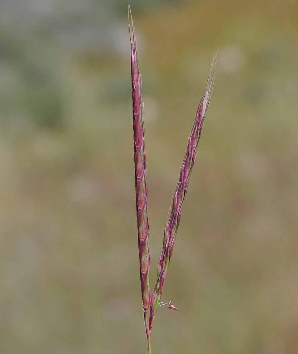 Image of Andropogon distachyos specimen.