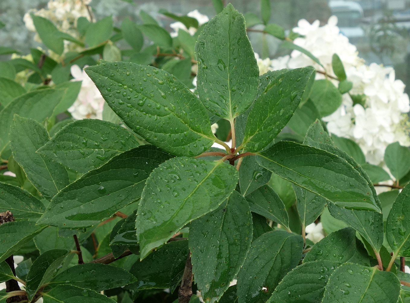 Image of Hydrangea paniculata specimen.