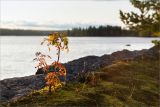 Sorbus aucuparia. Одинокое низкорослое растение на каменистом замшелом берегу. Карелия, Суоярвский р-н, оз. Толвоярви, дамба из гранитных камней. 22.09.2019.