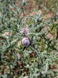 Centaurea procurrens
