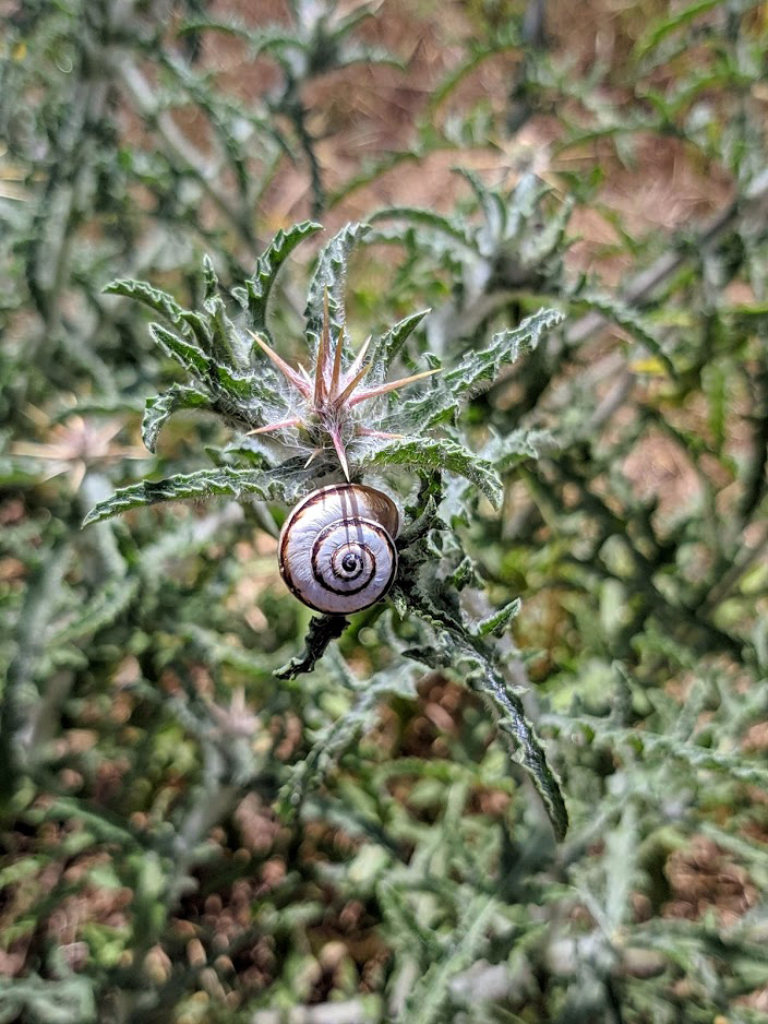 Image of Centaurea procurrens specimen.